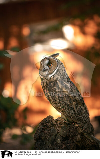 Waldohreule / northern long-earedowl / SIB-02135
