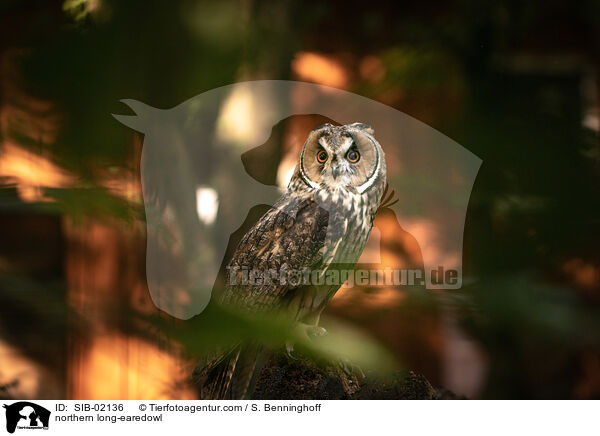 Waldohreule / northern long-earedowl / SIB-02136