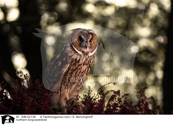 Waldohreule / northern long-earedowl / SIB-02138