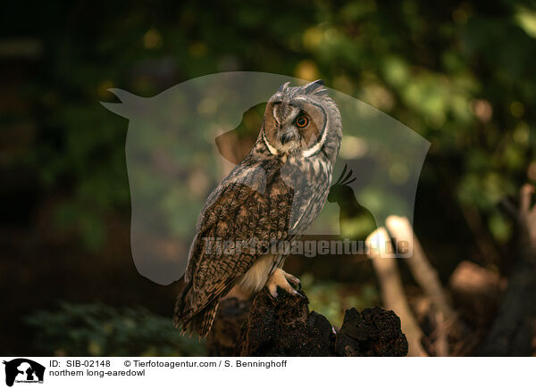 Waldohreule / northern long-earedowl / SIB-02148