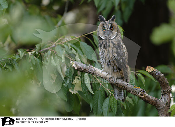Waldohreule / northern long-eared owl / THA-09974