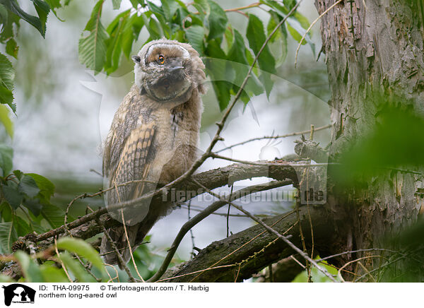 Waldohreule / northern long-eared owl / THA-09975
