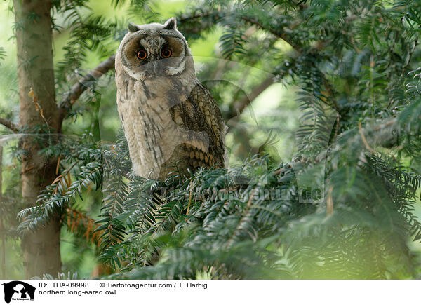 Waldohreule / northern long-eared owl / THA-09998