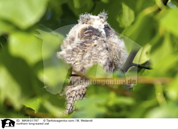 northern long-eared owl / MAW-01767