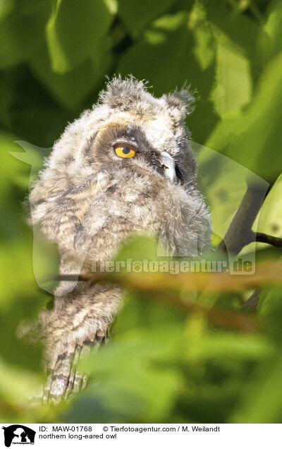 Waldohreule / northern long-eared owl / MAW-01768