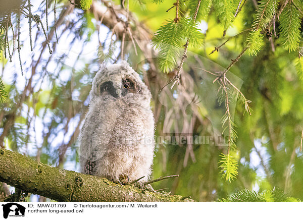 northern long-eared owl / MAW-01769