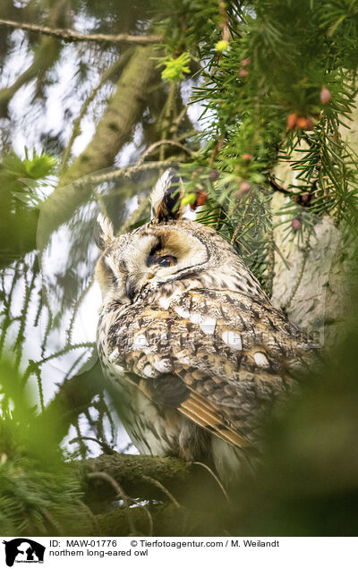 northern long-eared owl / MAW-01776