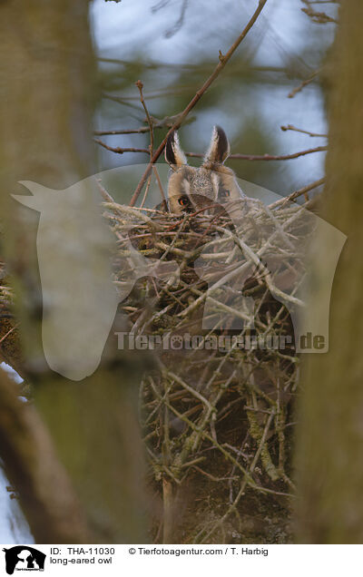 Waldohreule / long-eared owl / THA-11030