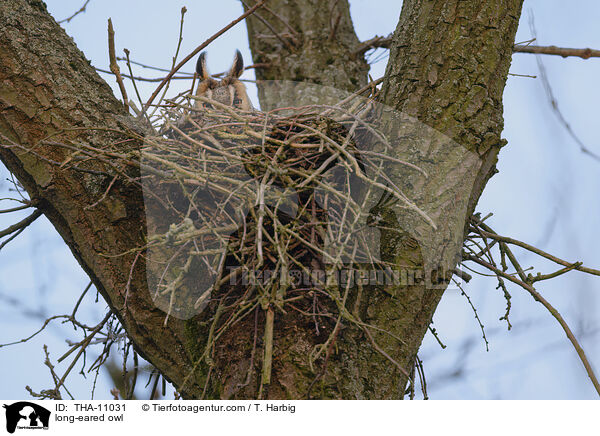 Waldohreule / long-eared owl / THA-11031