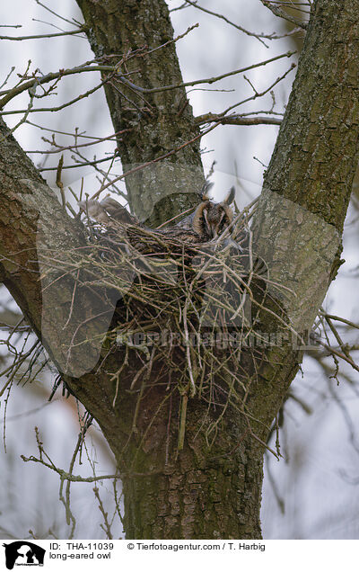 Waldohreule / long-eared owl / THA-11039