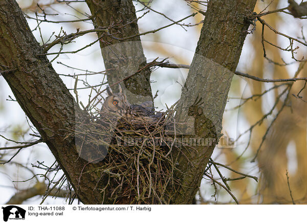 Waldohreule / long-eared owl / THA-11088