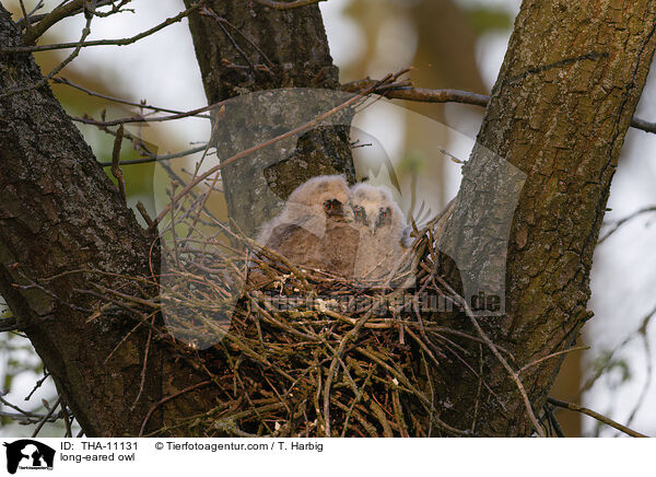 Waldohreule / long-eared owl / THA-11131