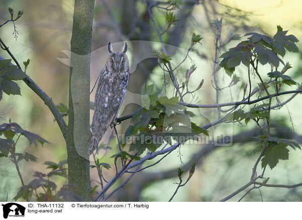 Waldohreule / long-eared owl / THA-11132