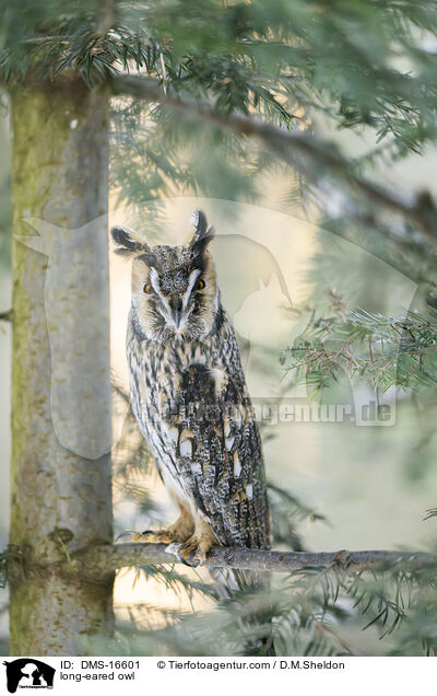 Waldohreule / long-eared owl / DMS-16601