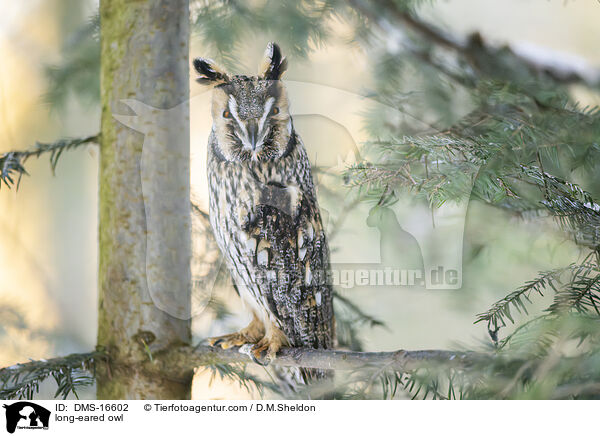 Waldohreule / long-eared owl / DMS-16602
