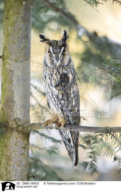 Waldohreule / long-eared owl / DMS-16603