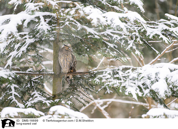 Waldohreule / long-eared owl / DMS-16699