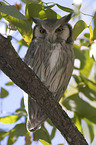 Long-eared Owl