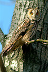 Long-eared Owl