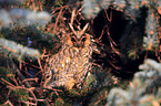 northern long-eared owl