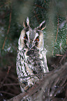 northern long-eared owl