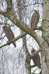 northern long-eared owls