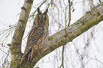 northern long-eared owl