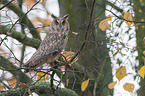 northern long-eared owl