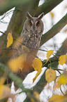 northern long-eared owl