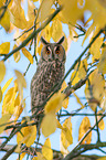northern long-eared owl