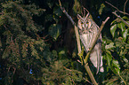 northern long-eared owl