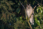 northern long-eared owl