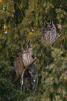 northern long-eared owls