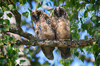 2 young northern long-eared owls