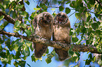 2 young northern long-eared owls