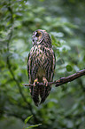 sitting Long-eared Owl