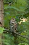 northern long-eared owl
