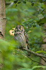 northern long-eared owl