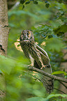 northern long-eared owl