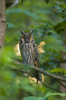 northern long-eared owl