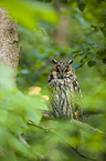 northern long-eared owl