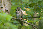northern long-eared owl