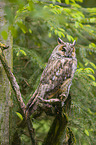 northern long-eared owl