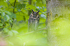 northern long-eared owl