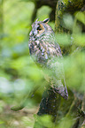 northern long-eared owl