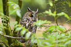 northern long-eared owl