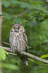 northern long-eared owl