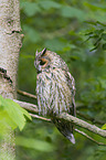 northern long-eared owl