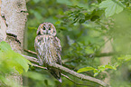 northern long-eared owl