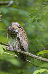 northern long-eared owl
